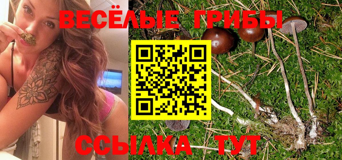Псилоцибиновые грибы Psilocybine cubensis Гусиноозёрск
