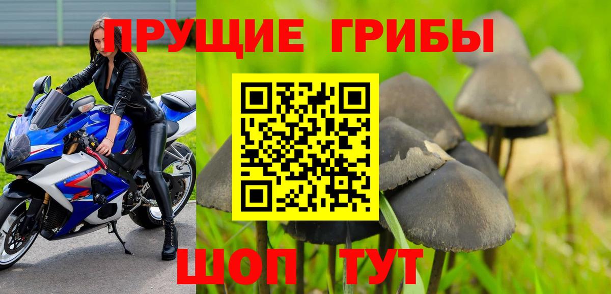 закладка  Гусиноозёрск  Галлюциногенные грибы Cubensis  Псилоцибиновые грибы Psilocybe 